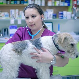 doctor veterinar Andrea Ditu